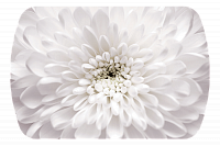 Стол обеденный Бостон на опоре триумф-хром (Флоранс)