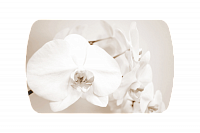 Стол обеденный Бостон на опоре брифинг-хром (Лунная орхидея)